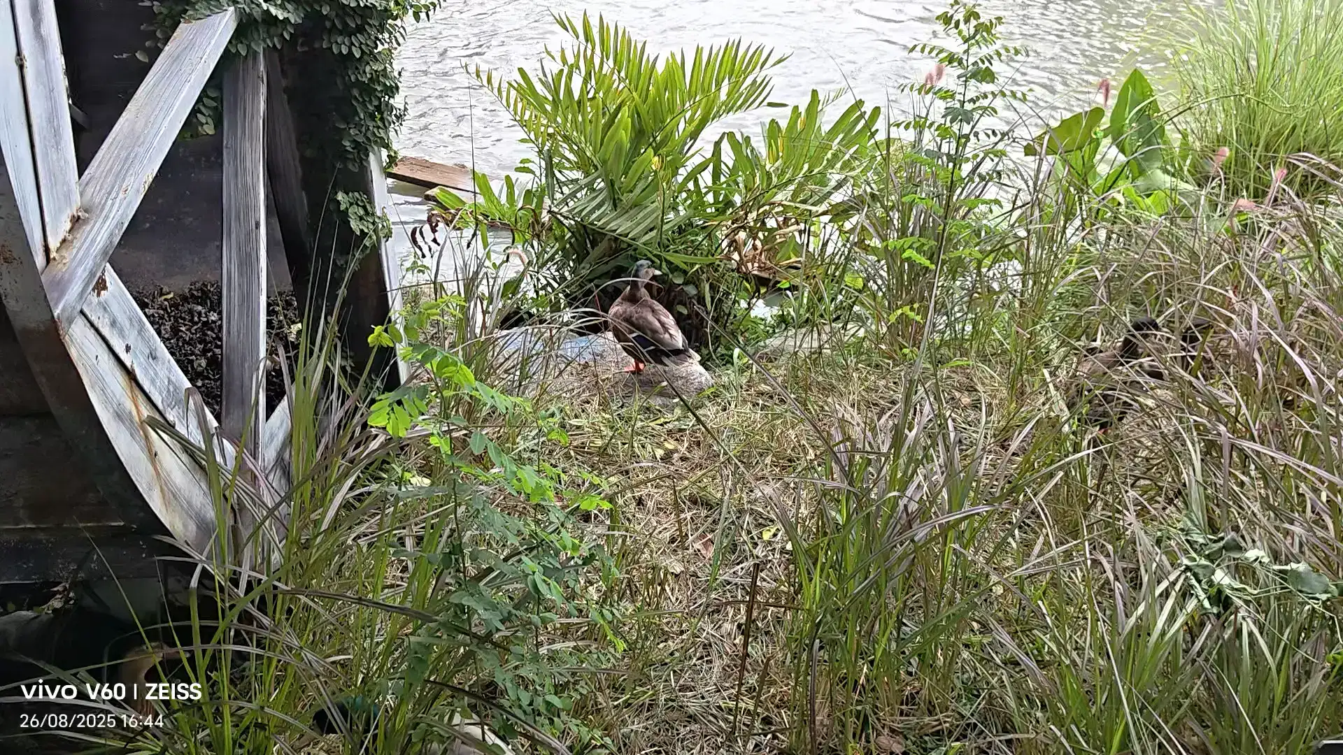 Video 20250826 164410 00 00 00 000